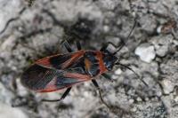 Arocatus roeselii