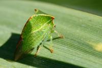 Stictocephala alta