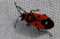 Melanocoryphus albomaculatus
