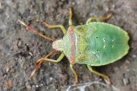 Acanthosoma haemorrhoidale