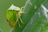 Stictocephala alta