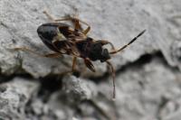 Scolopostethus affinis