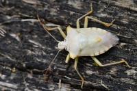 Pentatoma rufipes