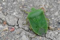 Nezara viridula