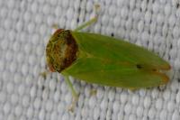 Iassus lanio