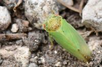 Iassus lanio