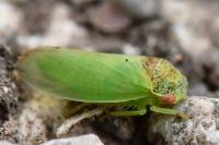 Iassus lanio