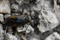 Plagiognathus arbustorum