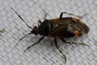Deraeocoris flavilinea