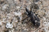 Temnostethus pusillus