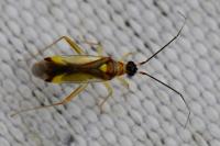 Campyloneura virgula