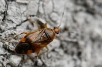 Deraeocoris flavilinea