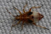 Deraeocoris flavilinea