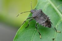 Halyomorpha halys