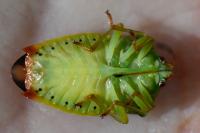 Elasmostethus interstinctus