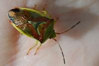 Elasmostethus interstinctus