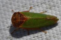 Iassus lanio