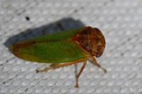 Iassus lanio