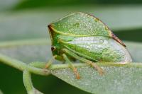 Stictocephala alta