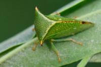 Stictocephala alta