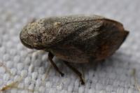 Lepyronia coleoptrata