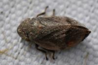 Lepyronia coleoptrata
