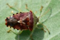 Elasmucha grisea