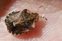 Dyroderes umbraculatus