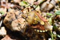 Carpocoris purpureipennis