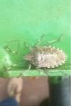 Rhaphigaster nebulosa