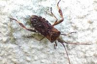 Leptoglossus occidentalis