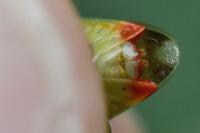 Elasmostethus interstinctus