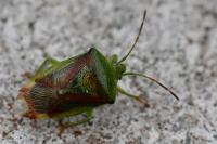 Elasmostethus interstinctus