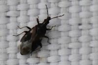 Temnostethus pusillus