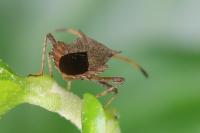 Coreus marginatus