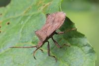 Coreus marginatus