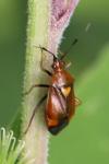 Deraeocoris ruber