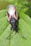 Oxycarenus lavaterae