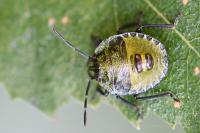 Palomena prasina
