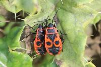 Pyrrhocoris apterus