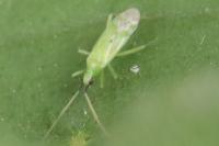 Macrolophus
