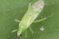 Macrolophus