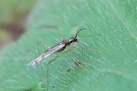 Dicyphus