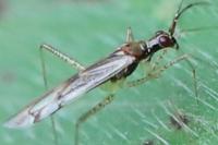 Dicyphus