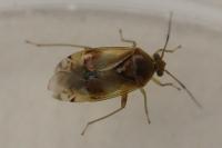 Pinalitus cervinus