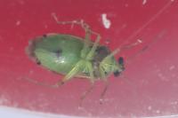 Pinalitus cervinus
