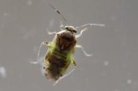 Pinalitus cervinus