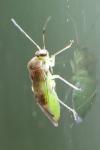 Pinalitus cervinus