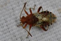 Rhopalus subrufus