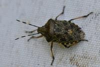 Rhaphigaster nebulosa